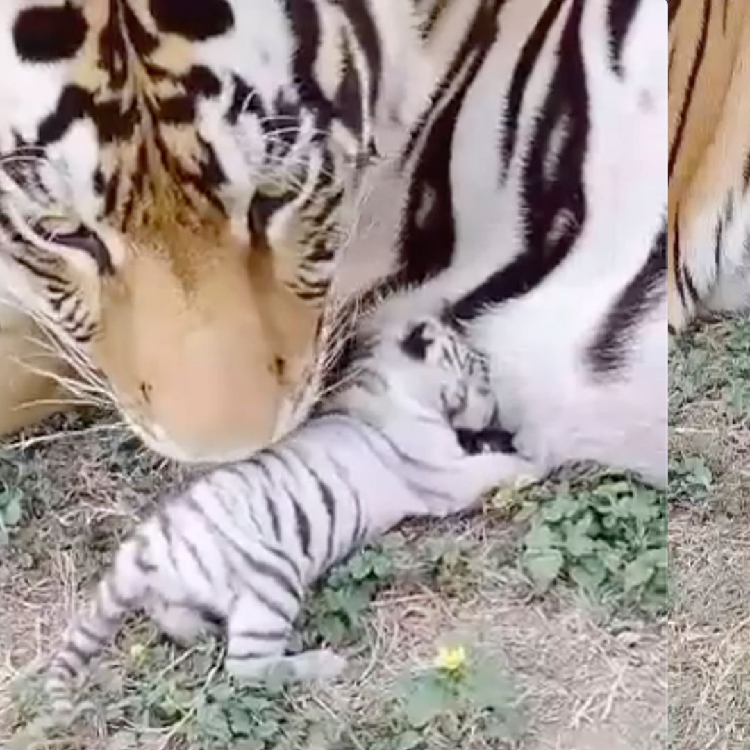Tigre Blanco Nace en Ecopark Matamoros